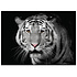 Monochrome Majesty A1 Decoupage Fiber (1pcs) (669065) (DISCONTINUED) Monochrome Majesty A1 Decoupage Fiber (1pcs) (669065) (DISCONTINUED)
