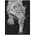 Feline Gaze A1 Decoupage Fiber (1pcs) (669058) (DISCONTINUED) Feline Gaze A1 Decoupage Fiber (1pcs) (669058) (DISCONTINUED)