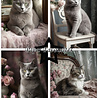 Paper Favourites Shabby Cats A5 Paper Pack (PFA125) (DISCONTINUED) Paper Favourites Shabby Cats A5 Paper Pack (PFA125) (DISCONTINUED)