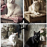 Paper Favourites Shabby Cats A5 Paper Pack (PFA125) (DISCONTINUED) Paper Favourites Shabby Cats A5 Paper Pack (PFA125) (DISCONTINUED)