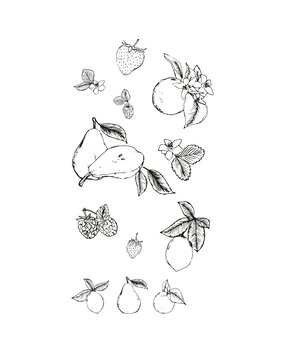 Sizzix Clear Stamps by Lisa Jones Botanical Fruit (19pcs) (666611)