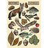 Forest Colored Wooden Shape A5 (KLSP171) Forest Colored Wooden Shape A5 (KLSP171)