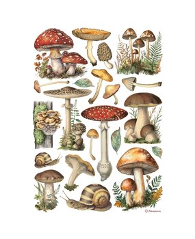 Stamperia Mushrooms A4 Rice Paper (6pcs) (DFSA41000) Stamperia Mushrooms A4 Rice Paper (6pcs) (DFSA41000)