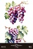 Grapes 24x35 Inch Decor Transfers (4pcs) (PFY-14834)