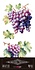 Grapes 6x12 Inch Decor Transfers (4pcs) (PFY-14777)