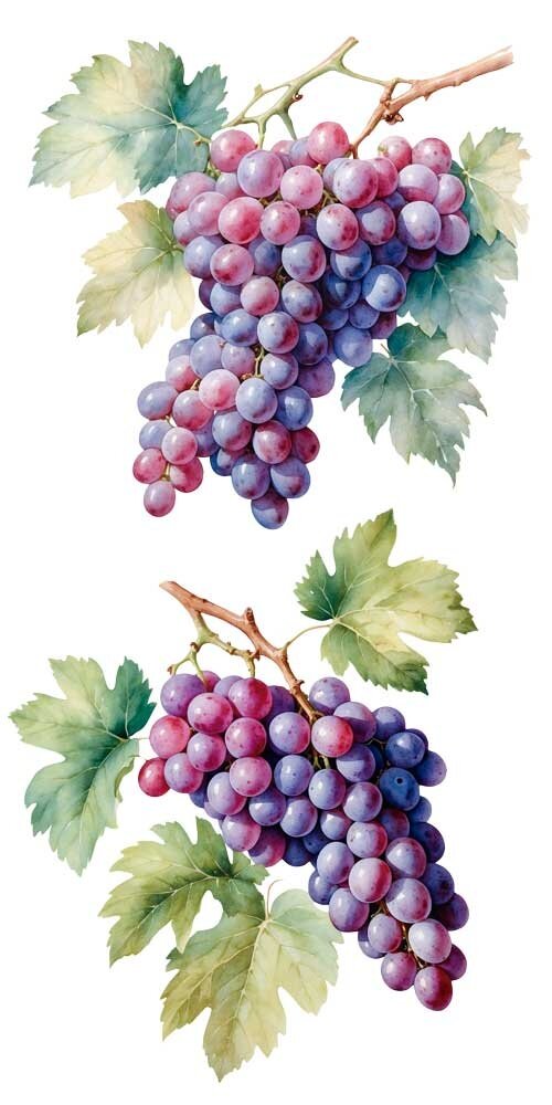 Papers For You Grapes 6x12 Inch Decor Transfers (4pcs) (PFY-14777)