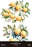 Lemon 24x35 Inch Decor Transfers (4pcs) (PFY-14833) Lemon 24x35 Inch Decor Transfers (4pcs) (PFY-14833)
