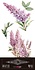 Lilacs 6x12 Inch Decor Transfers (4pcs) (PFY-14773)