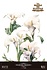 Calla Lily 24x35 Inch Decor Transfers (4pcs) (PFY-14827) Calla Lily 24x35 Inch Decor Transfers (4pcs) (PFY-14827)