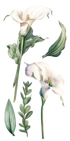 Papers For You Calla Lily 6x12 Inch Decor Transfers (4pcs) (PFY-14771) Papers For You Calla Lily 6x12 Inch Decor Transfers (4pcs) (PFY-14771)