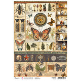 Ciao Bella Cabinet of Curiosities A4 Rice Paper Science (5pcs) (CBRP536)