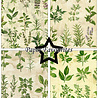 Paper Favourites Kitchen Herbs A5 Paper Pad (PFA178)