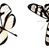 SL - Studio Light Butterfly Grunge Transparent Stickers on Roll (SL-GR-STIC54) SL - Studio Light Butterfly Grunge Transparent Stickers on Roll (SL-GR-STIC54)