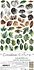 Creative Extras Set 07 Leaves 1 (CC-CEX-07) Creative Extras Set 07 Leaves 1 (CC-CEX-07)