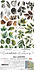 Creative Extras Set Mix 04 All Leaves (CC-CEX-MIX-04) Creative Extras Set Mix 04 All Leaves (CC-CEX-MIX-04)