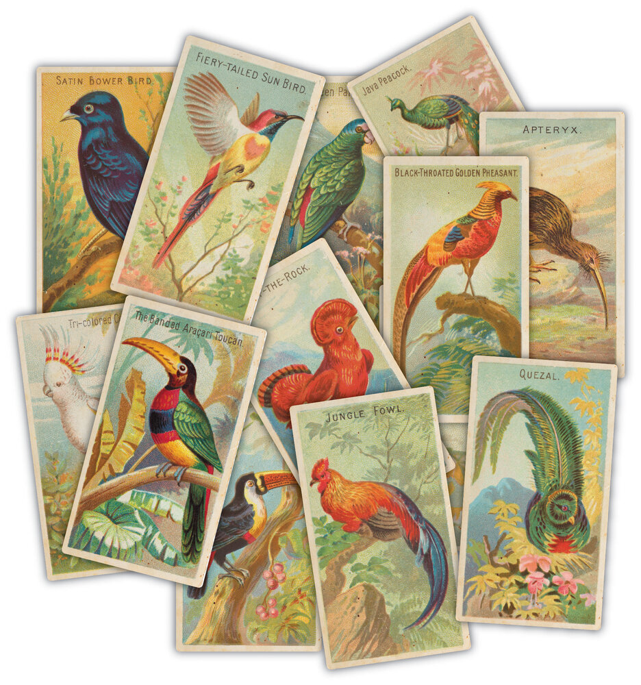 Craft Consortium The Collector Ephemera Birds (30pcs) (CEEPH002) Craft Consortium The Collector Ephemera Birds (30pcs) (CEEPH002)