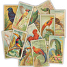 Craft Consortium The Collector Ephemera Birds (30pcs) (CEEPH002) Craft Consortium The Collector Ephemera Birds (30pcs) (CEEPH002)