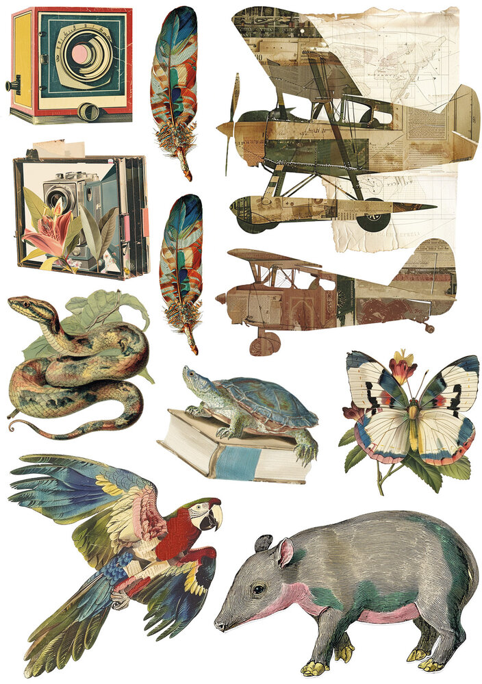 Ciao Bella Jungle Vibes A5 Rice Paper Mixed (8pcs) (CBRS041) Ciao Bella Jungle Vibes A5 Rice Paper Mixed (8pcs) (CBRS041)