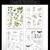 Arden Creative Studio Garden Chronicles Essentials 6x8 Inch Rub-On Transfer Set by Katie Pertiet (ACSRO0010)