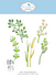Bloom Wildly Die Floral Greenery 4 by Paper Flowers (2379) Bloom Wildly Die Floral Greenery 4 by Paper Flowers (2379)