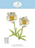 Bloom Wildly Die Blackfoot Daisy by Paper Flowers (2378) Bloom Wildly Die Blackfoot Daisy by Paper Flowers (2378)