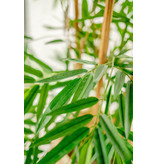 Kunstplant Bamboe Deluxe 150 cm