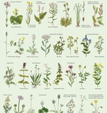 Blumenwiesen (Poster / Einzelarten)