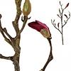 PTMD Magnolia kunstbloem paarse knop s