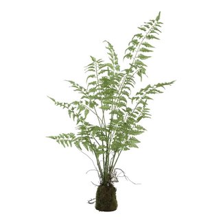 fern plant green asparagus grass bunck in clod M