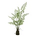 fern plant green asparagus grass bunck in clod M