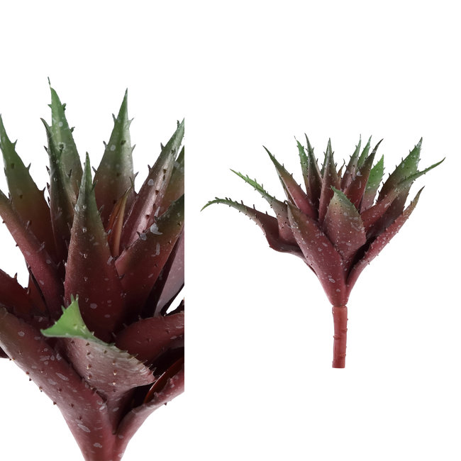 Succulent plant green/red aloe vera