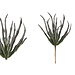 succulent plant green haworthia bush