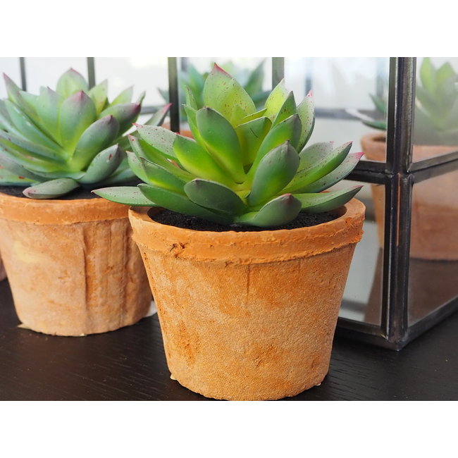 Vetplant met terracotta vaasje