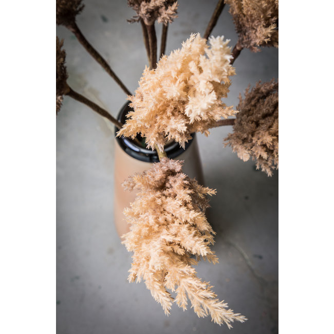Twig plant light brown reed spray