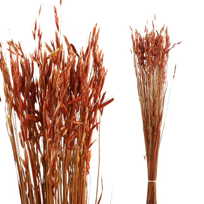 dried leaves red avena fatua grass