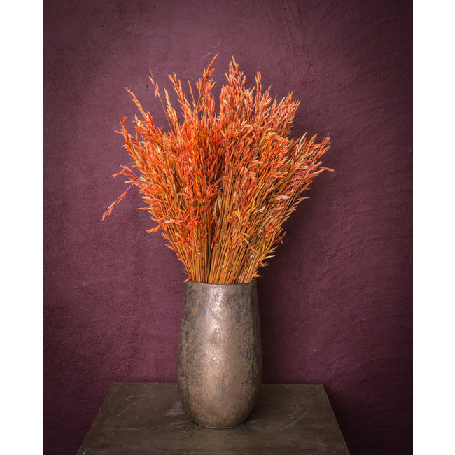 dried leaves red avena fatua grass