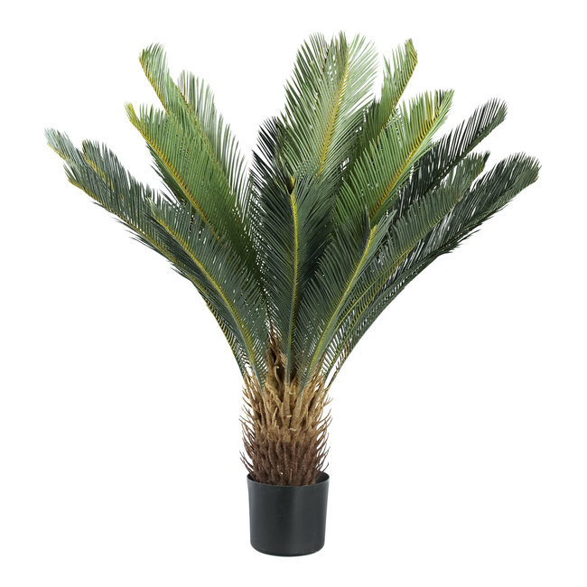 Tree green Palm tree in pot