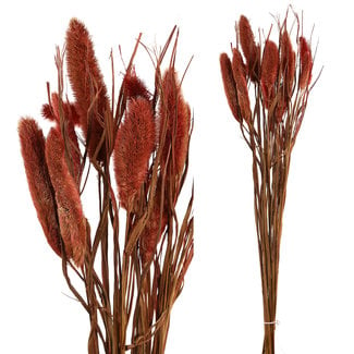 PTMD dried leaves red dwarf foutain grass
