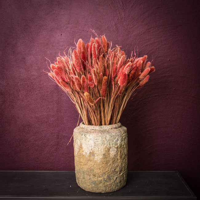 dried leaves red dwarf foutain grass