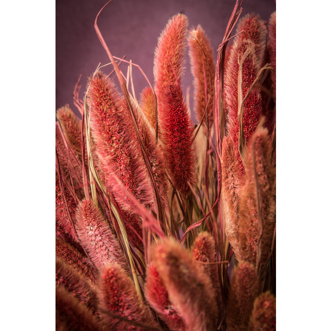 dried leaves red dwarf foutain grass