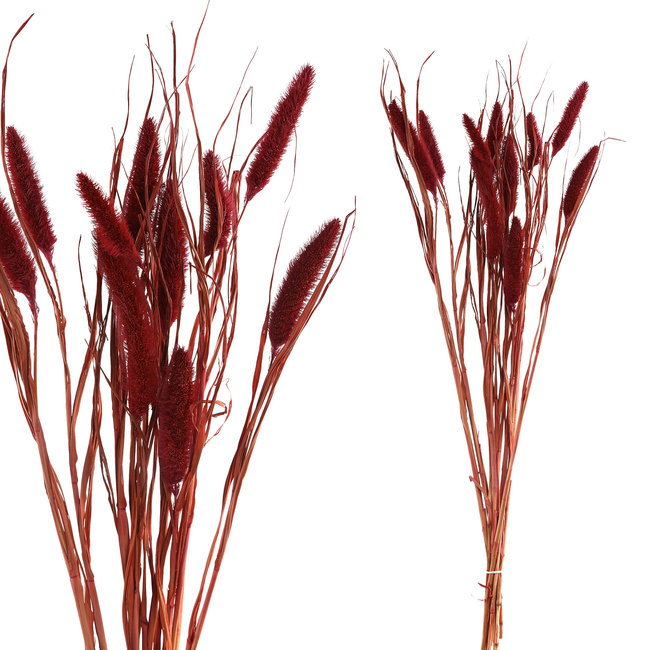 dried leaves pink dwarf foutain grass