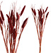 PTMD dried leaves pink dwarf foutain grass
