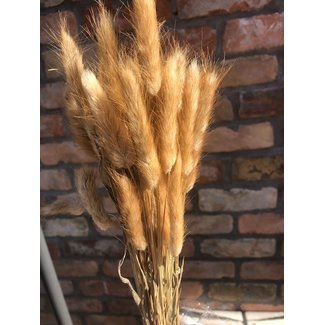 PTMD dried leaves natural rabbit tail grass