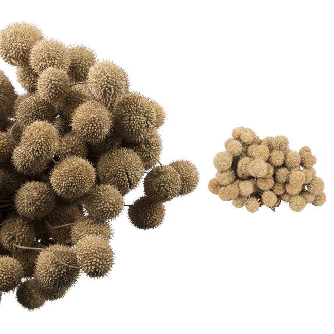 Dried flower naturel bos plataan 230 gr