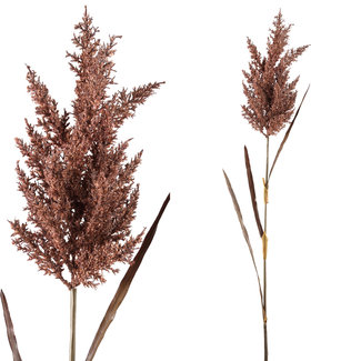 PTMD twig plant purple dried reed spray