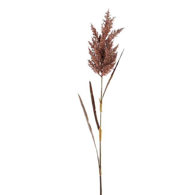 twig plant purple dried reed spray