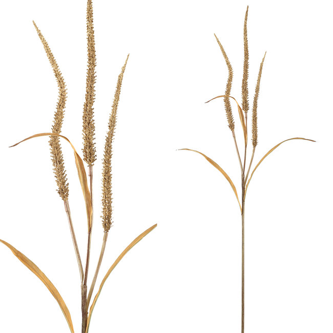 twig plant light brown dried wheat spray