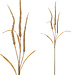 PTMD twig plant light brown dried wheat spray