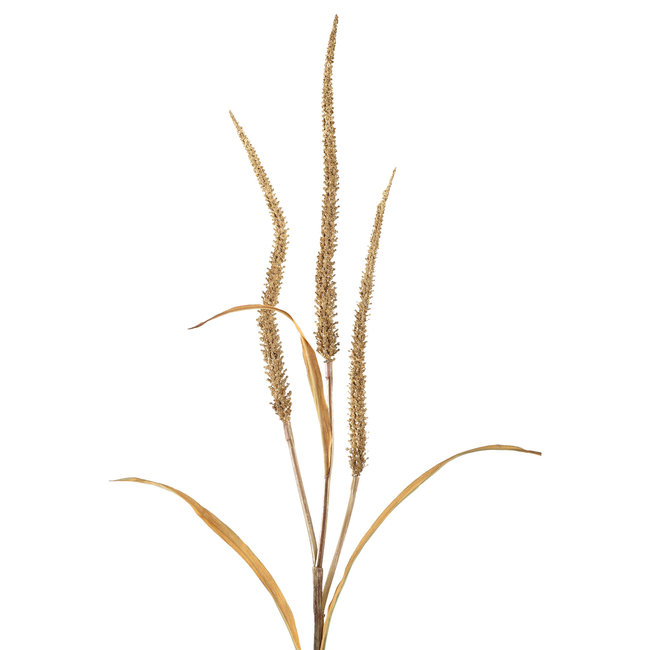 twig plant light brown dried wheat spray
