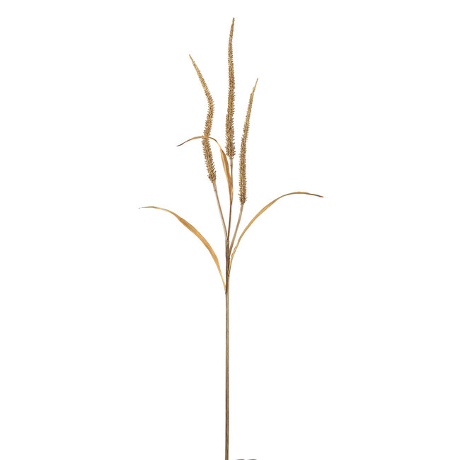 twig plant light brown dried wheat spray